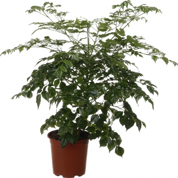 Растение комнатное Радермахера d19/h60