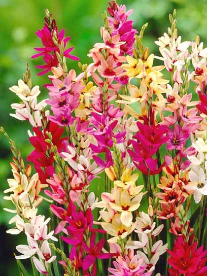 Бульбоцибулина TUBERBULB Export B.V. іксії суміш 5 шт. 