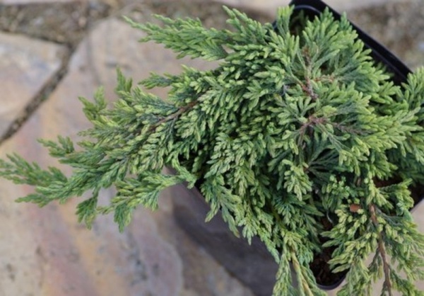 Растение Можжевельник горизонтальный/ Juniperus horizontalis Pancake С3, D 25-35