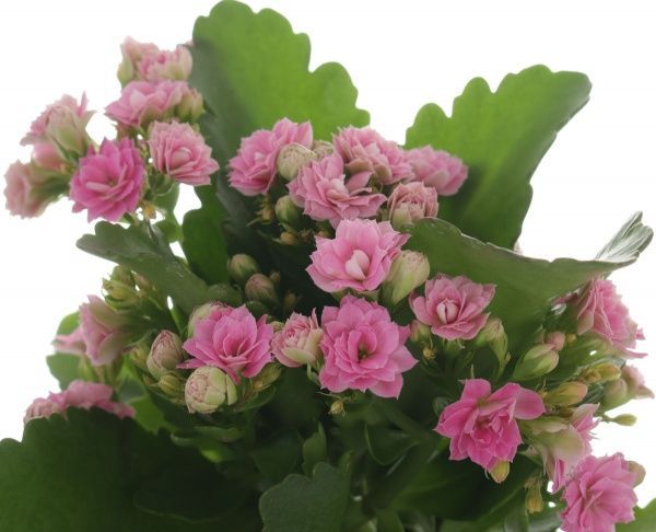 Растение комнатное Каланхоэ микс 9x20 см