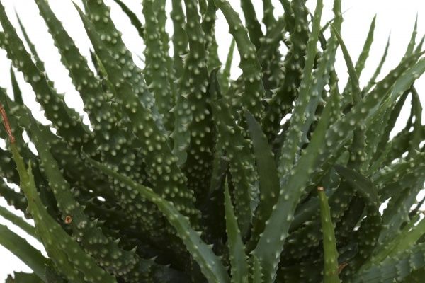 Растение комнатное Алоэ 10.5х20 см