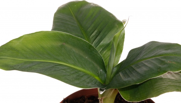 Растение банан тропикана 12/30