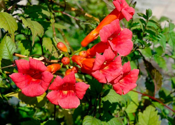 Саженец Кампсис укоренительный Flamenco (K23-S23 h40-60 C2)