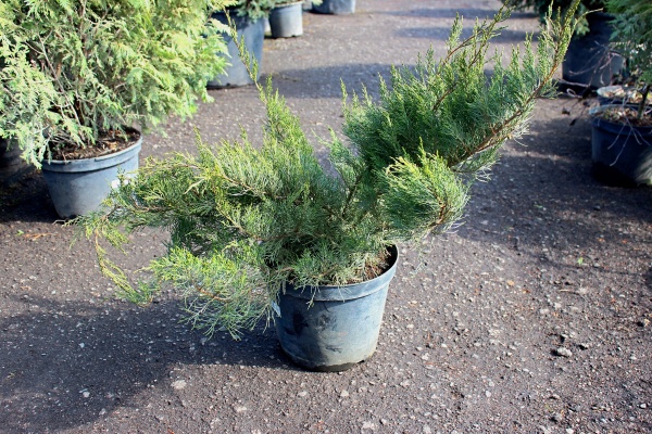 Растение Можжевельник средний Pfitzeriana Compacta (V19-S23 d100-120 C60)
