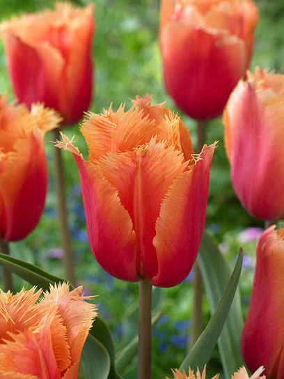 Луковица тюльпана бахромчатого Ламбада 3 шт. TUBERBULB Export B.V.