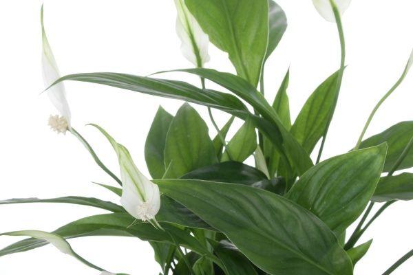 Растение Спатифиллум мини 9/20