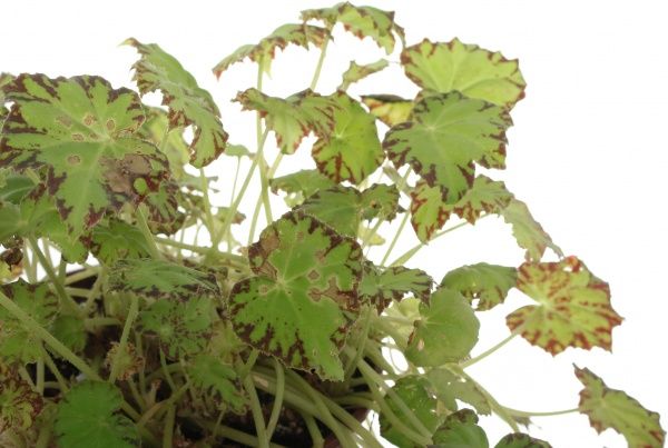  Бегония 12/35 рекс сортовой