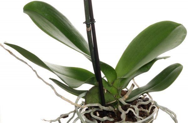 Рослина кімнатна Фаленопсис Королівський 1 стовбур мікс 15/80