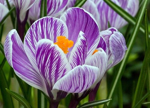 Луковица Крокус Pickwick 