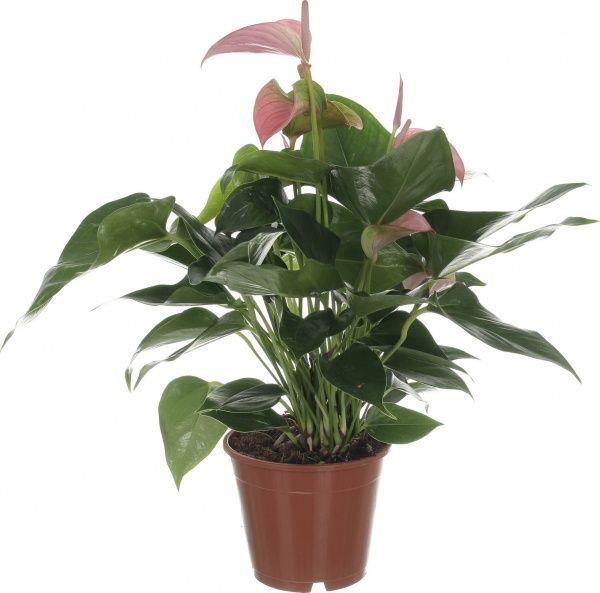 Рослина АНТУРІУМ ФІОРІНО 14/50