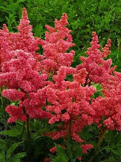 Кореневище астільби Аніта Пфайфер (І) 1 шт. 