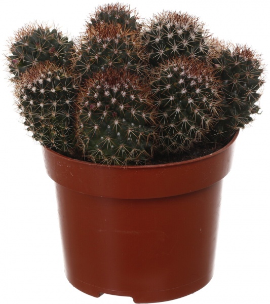 Рослина Кактус мікс d12/h15