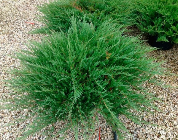 Растение Можжевельник Андорра Компакт d15/h30