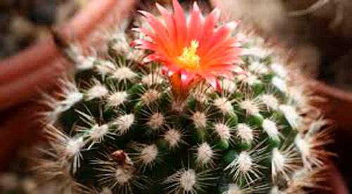 Растение Кактусы с цветком 10x15 см