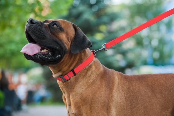 Нашийник WAUDOG Waterproof водостійкий 2,5х35-70 см червоний