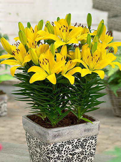 Цибулина VWS EXPORT – IMPORT OF FLOWERBULBS B.V. лілії азіатської горщикової Голден Матрікс 1 шт.