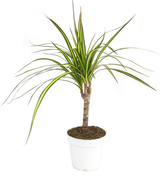 Растение Драцена 12х45 Sunray 1 ствол