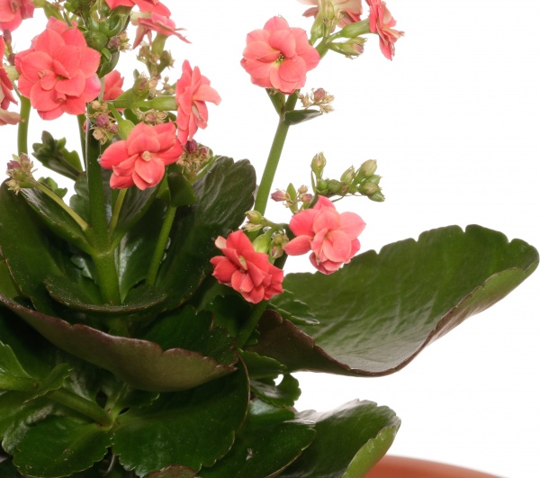 Рослина каланхое 10,5/22