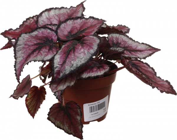 Рослина кімнатна Бегонія рекс 12/20