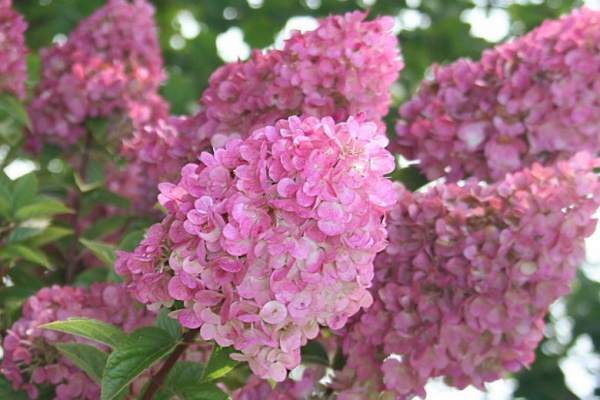 Растение Гортензия метельчатая Сандей Фрайз / Hydrangea paniculata Sundae Fraise С15-20/Н 90