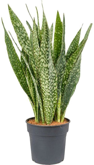 Растение Сансевиерия аубритниана 14/50 