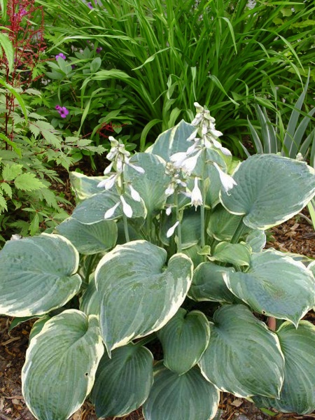 Корневище хосты Пезаз 1 шт. 