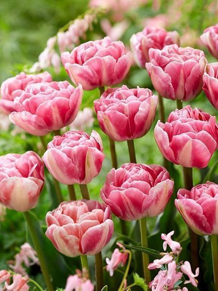 Цибулина TUBERBULB Export B.V. тюльпана повного пізнього Вок 3 шт. 