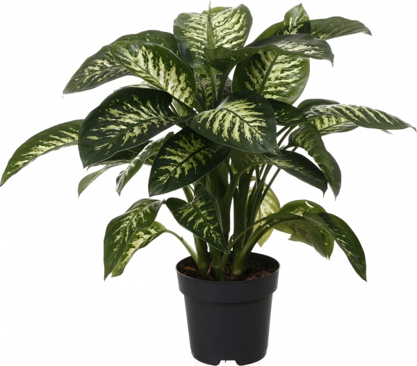 Растение комнатное Диффенбахия 24/100 микс