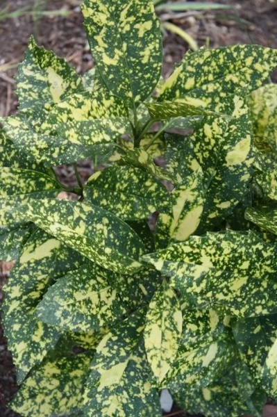 Растение Аукуба Японская / Aucuba japonica С2 С3/Н15-20