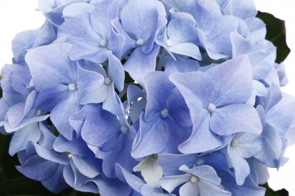 Рослина кімнатна Гортензія мiкс d10/h25