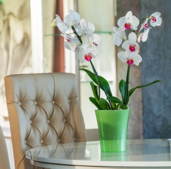 Горщик пластиковий Santino Arte-Dea круглий 1,25 л зелене яблуко (ADEA125GA) 