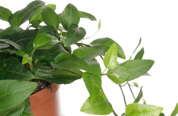 Растение хедера вондер грин 13/25