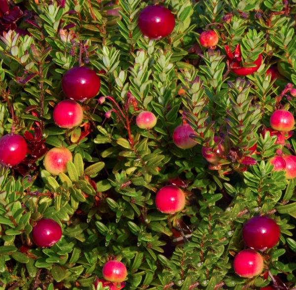 Растение Клюква крупноплодная Эрли Блэк/ Vaccinium macrocarpon 'Early Black' С3 /Н 30-40