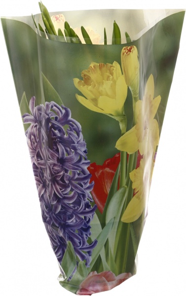 Рослина кімнатна Нарцисс 3рр d12 h30