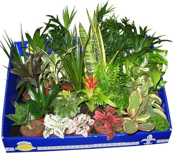 Растение Plant mix d6 h20