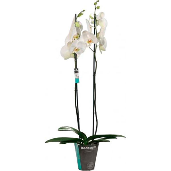 Растение Фаленопсис 2 ствола d12 h60+