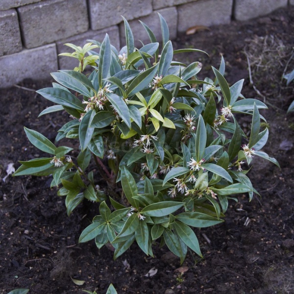 Растение Саркокока d15/h40