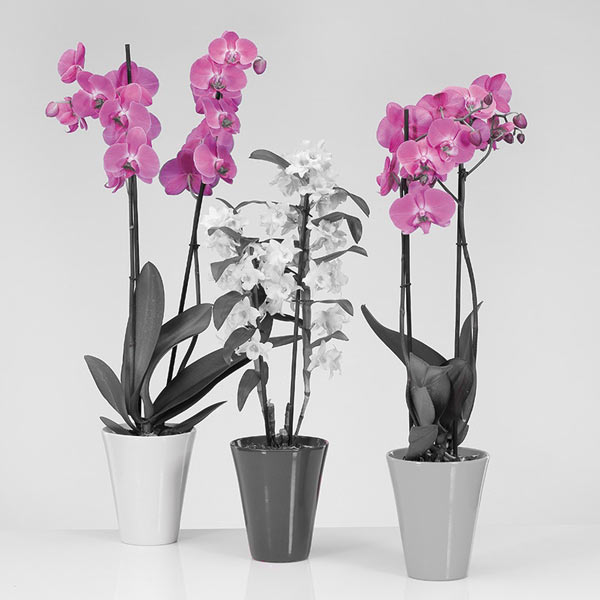 Вазон керамічний Santino Elegant круглий сірий (O-22-14-J-22-00) 