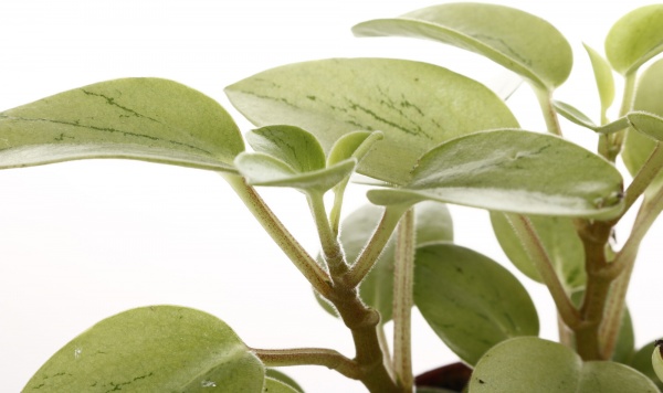 Рослина кімнатна Плантмікс 09//20