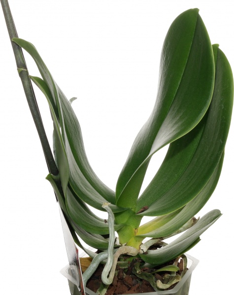 Растение комнатное Фаленопсис микс 1рр, 3/5 + 12/50