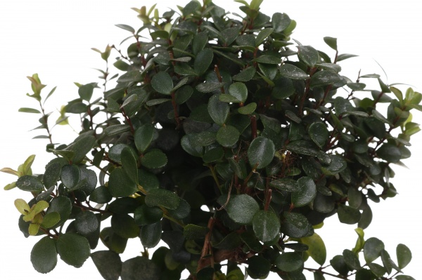 Растение комнатное Мирт Коммунис на штамбе 12/30