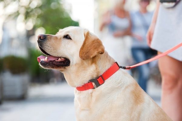 Нашийник WAUDOG Waterproof водостійкий 2,5х35-70 см червоний