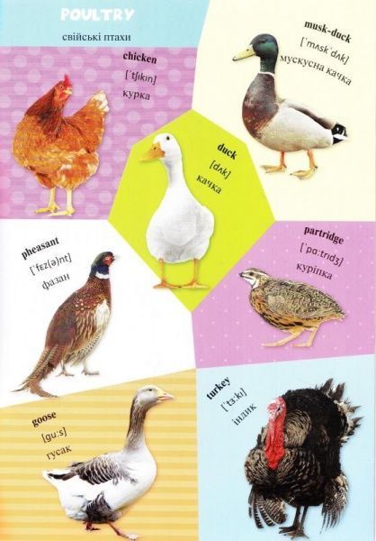 Книга «Животные» 978-617-690-197-6