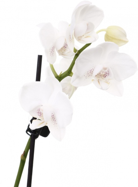 Рослина кімнатна Фаленопсис міні мікс 6х15 см в кераміці 1 стовбур