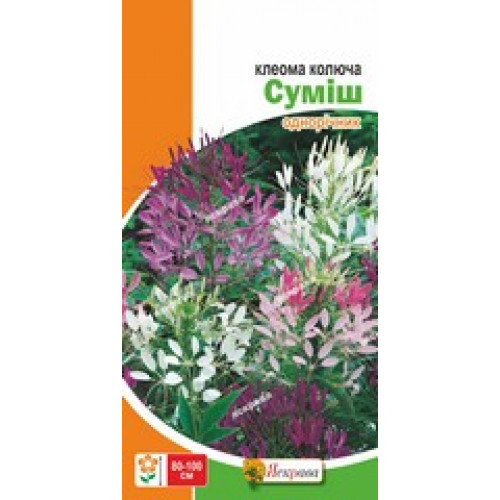 Семена Яскрава клеома смесь