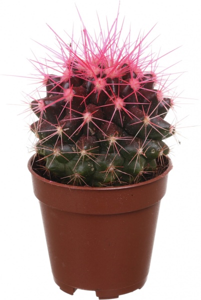 Растение Eхинокактус колор d5,5/h8