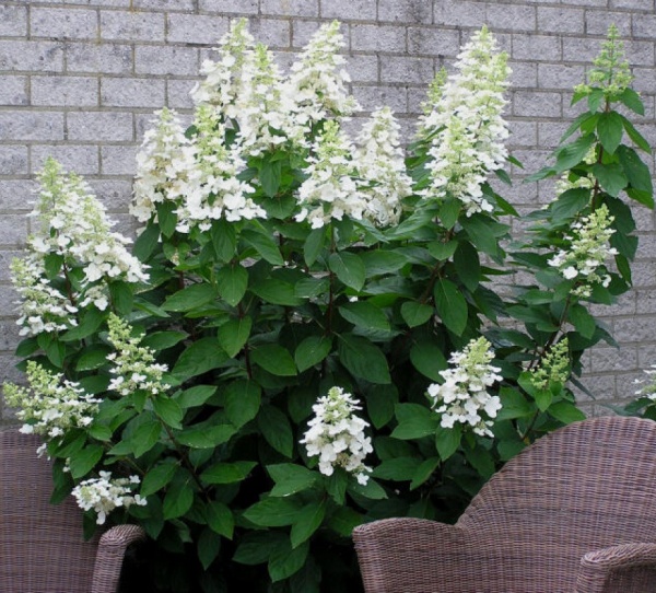 Растение Гортензия метельчатая Юник / Hydrangea paniculata Unique С7.5,10/Н80-100