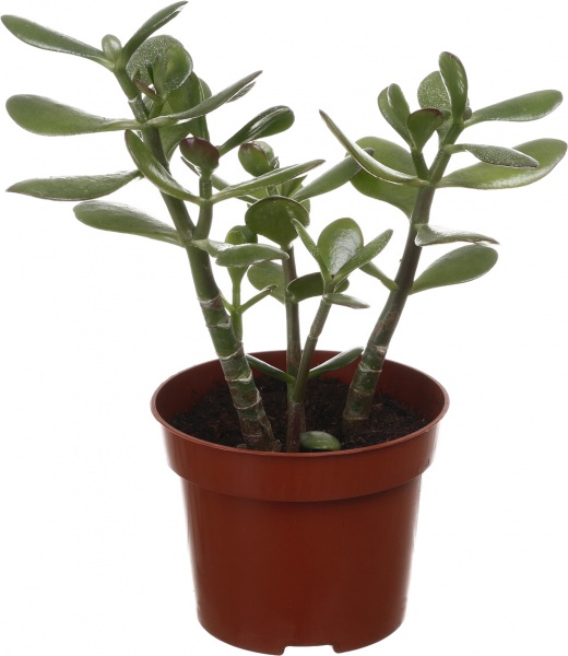 Суккулент Крассула минова 12/20