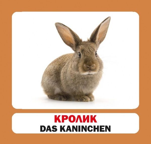 Книга «Навчальний посібник. Домашні тварини. нім-укр»