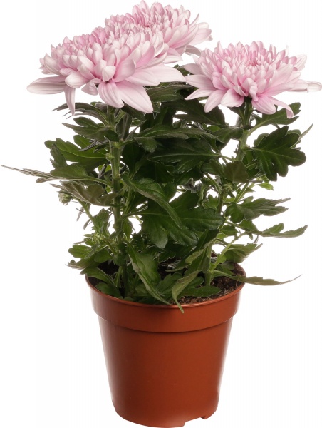 Рослина кімнатна Хризантема 14/45 Зембла